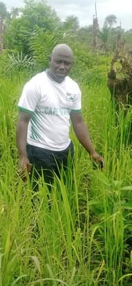 Liberia's Fields